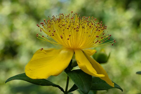 Hypericum bloem