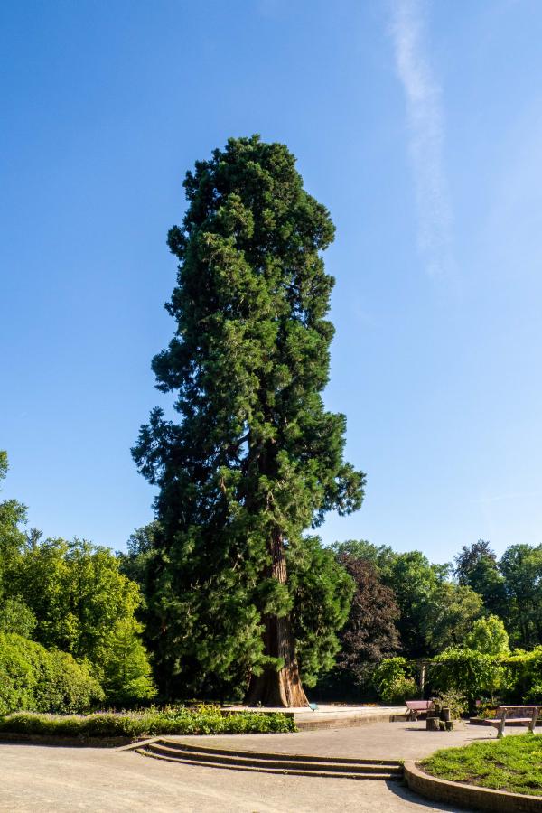 Ledeboer sequoia