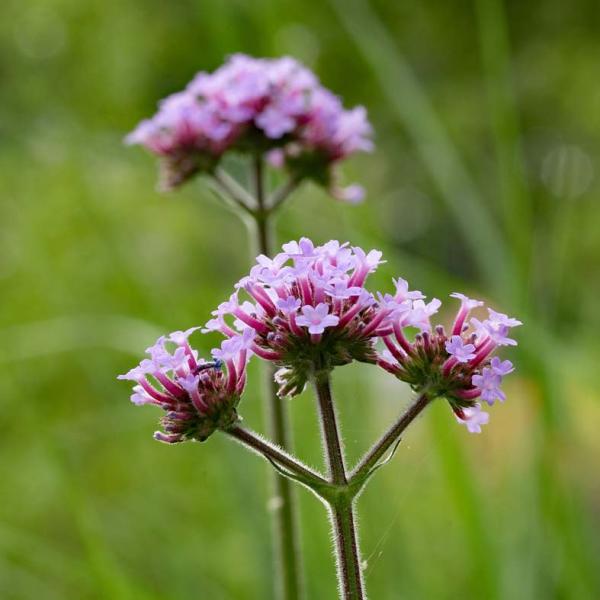 Verbena dichtbij verticaal