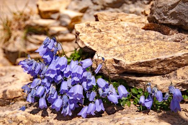 Campanula in het wild in de Pyreneeën