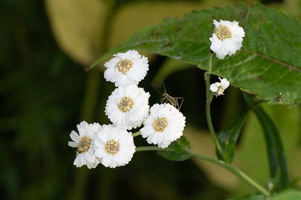 Achillea ptarmica