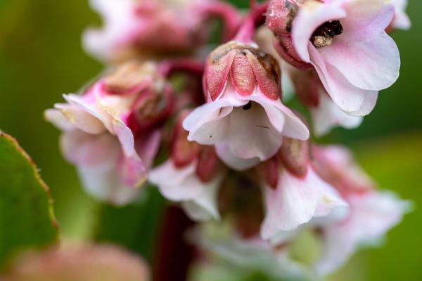 bergenia paar dagen later