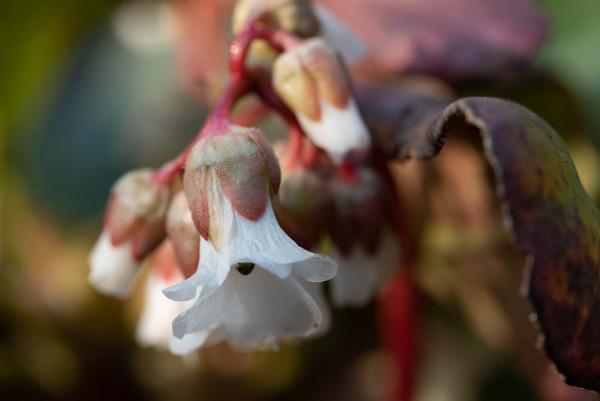 Bergenia Bressingham White detail