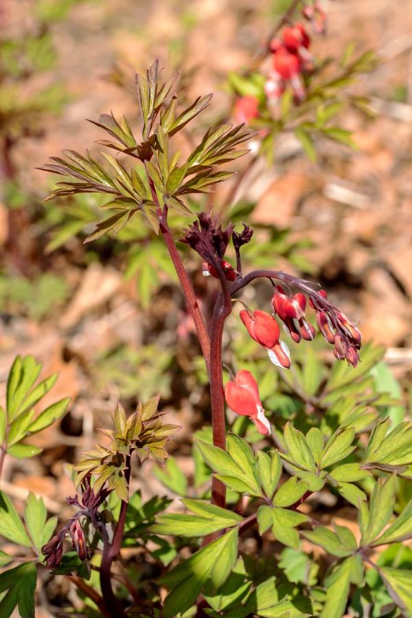 dicentra net in bloei