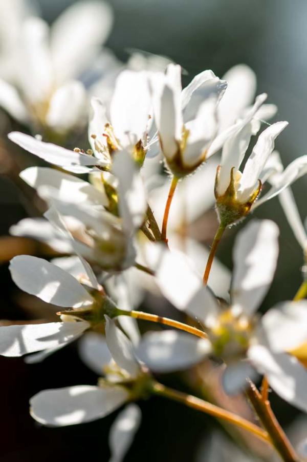 krentenboompje tak met bloemen