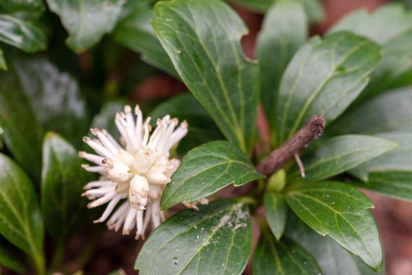 pachysandra bloem