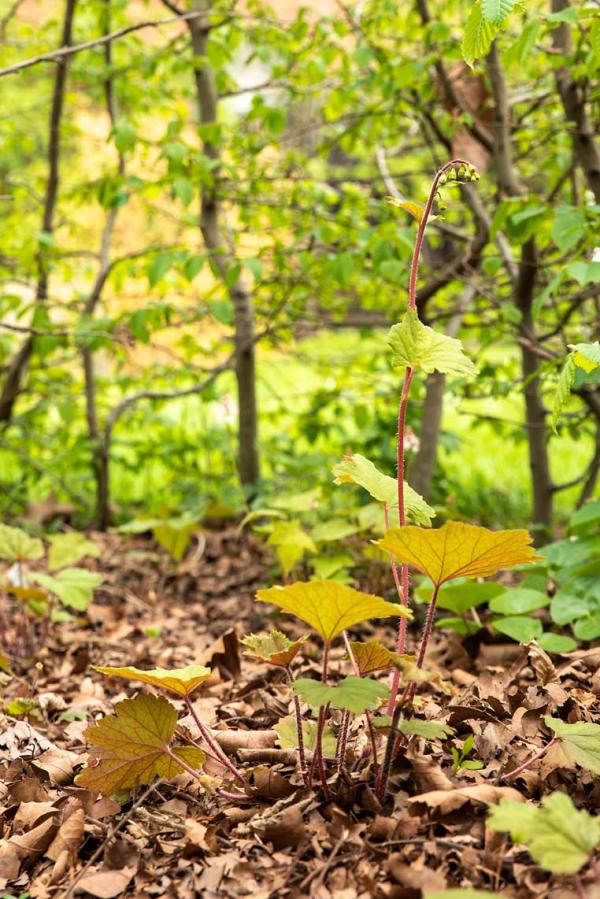 tiarella wherryi