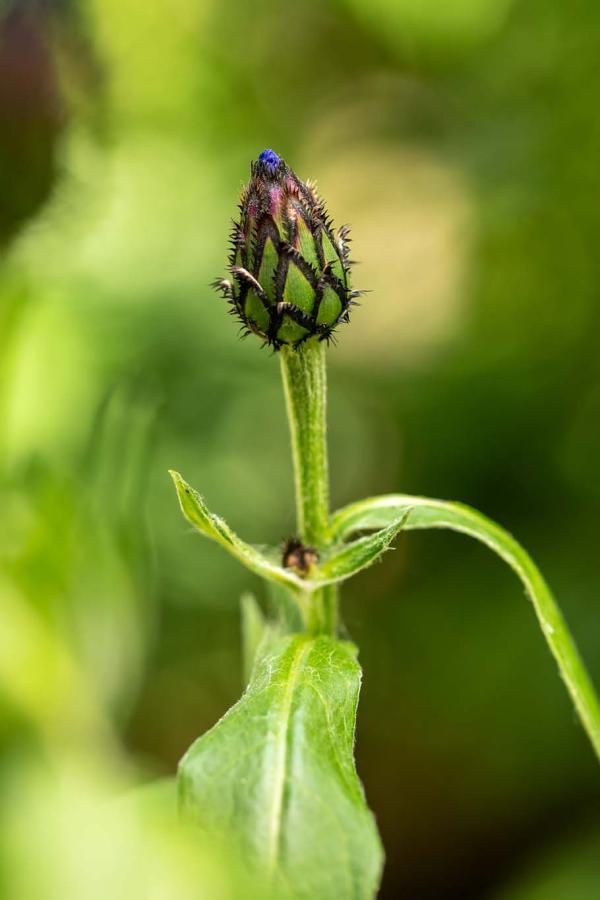 centaurea montana in de knop