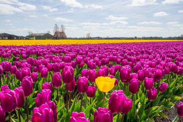 eigenwijze gele tulp