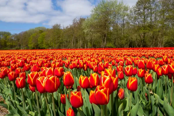 Felgekleurde tulpen