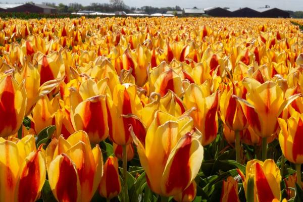 rood-gele tulpen