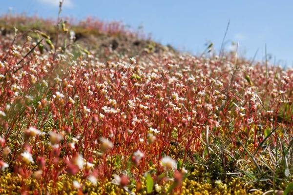 saxifraga