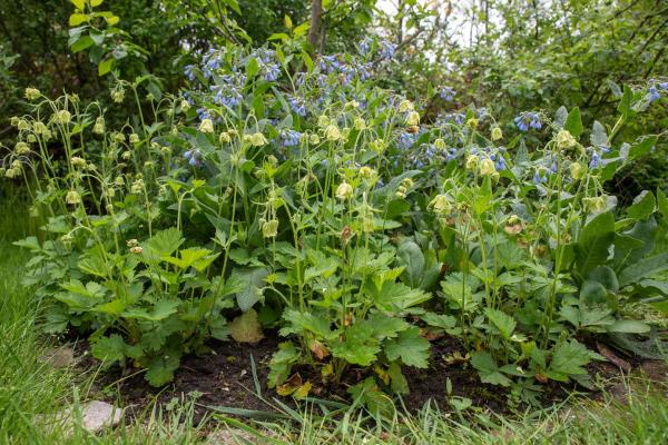 geum rivale snowflake