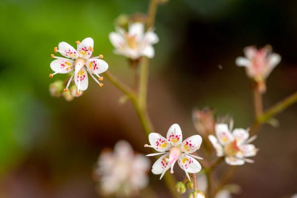 saxifraga detail