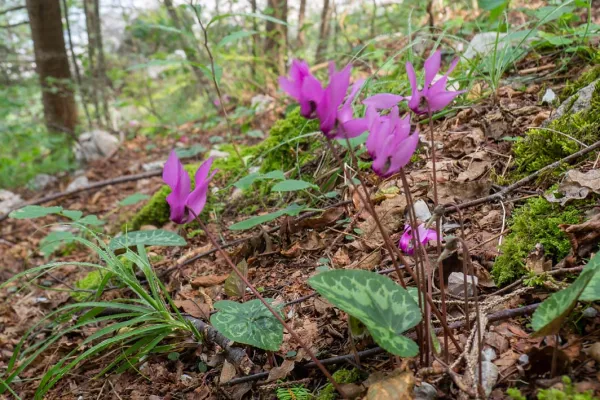 Cyclamen in de Dolomieten