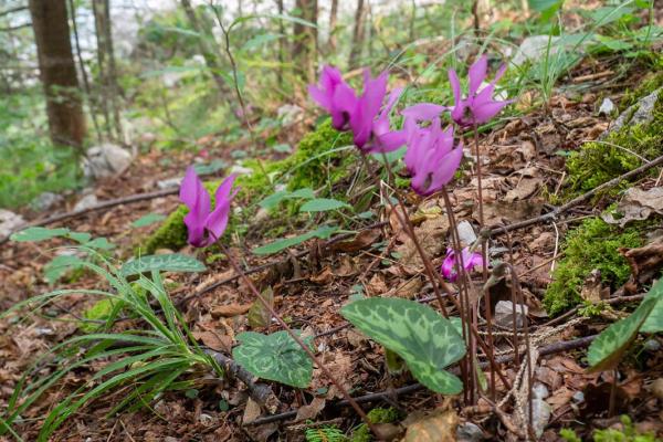 Cyclamen in de Dolomieten