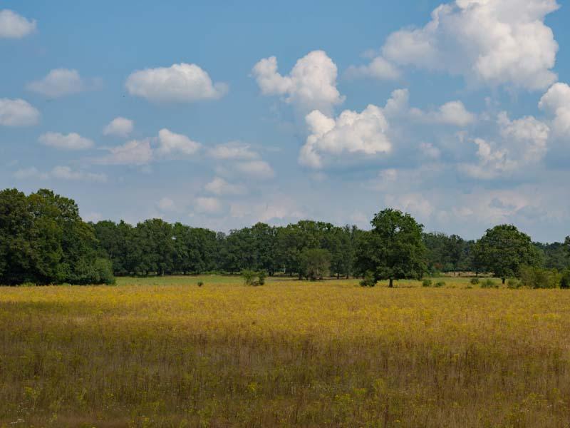 Elsenerveld- en veen