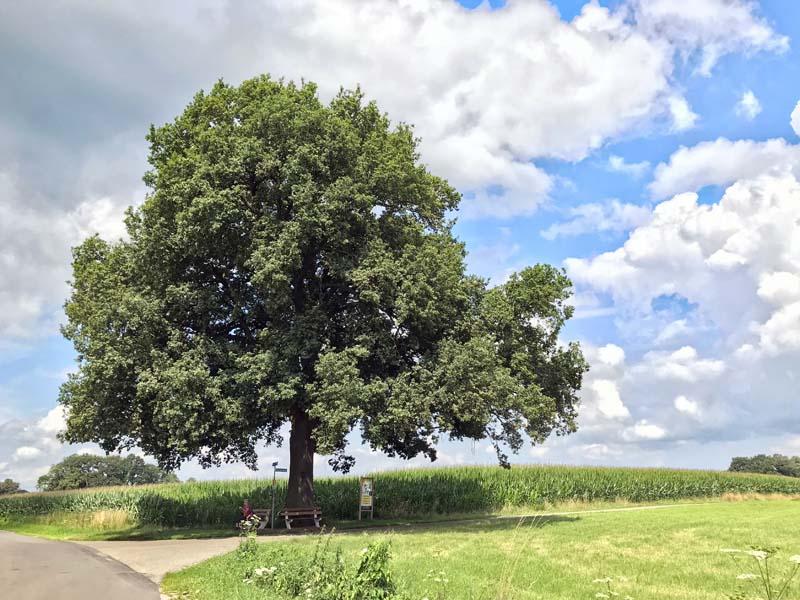 kroezeboom officieel of niet