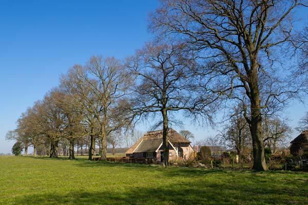 Boerderij met eiken Kattenberg onderweg