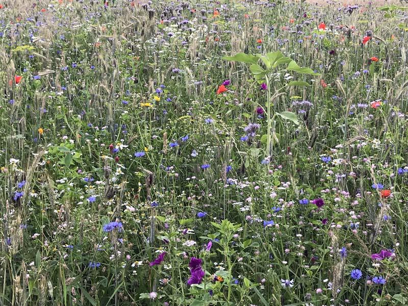 Veld met bloemen bij Tankenberg