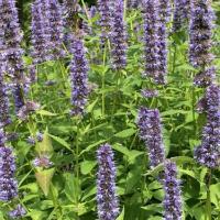 Agastache in de tuin