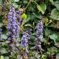 Ajuga reptans in de tuin