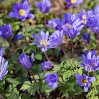 Anemone blanda in de tuin