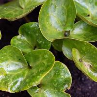 Asarum europaeum in de tuin