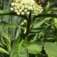 Asclepias in de tuin met bij