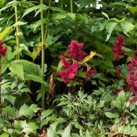 Astilbe in de tuin