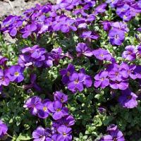 Aubrieta in de tuin