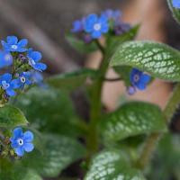 brunnera macrophylla in de tuin