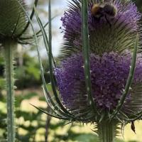 Dipsacus in bloei met bij