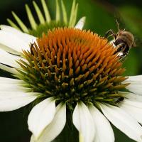 Echinacea purpura alba met bij en wat andere insecten