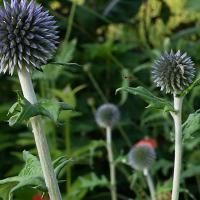 Echinops met spinnetje