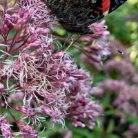 eupatorium met vlinder