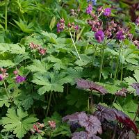 Geranium, ooievaarsbek