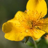 Geum montana 'Diana'