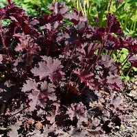 Heuchera in de tuin