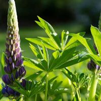 Lupine in de tuin