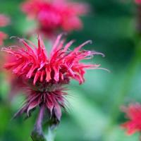 Monarda rood