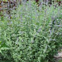 Nepeta in de tuin