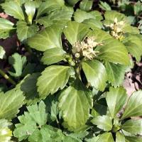 Pachysandra in de tuin