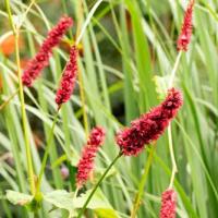 Persicaria in de tuin