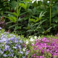 Phlox in de tuin