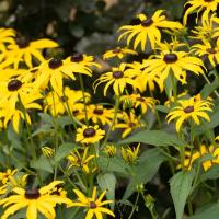 Rudbeckia in de tuin