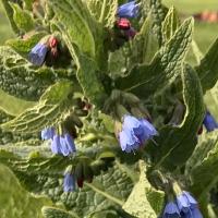 Symphytum azureum in de tuin