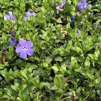 Vinca minor in de tuin