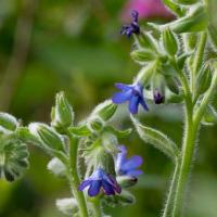 Anchusa