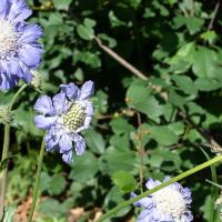 Scabiosa